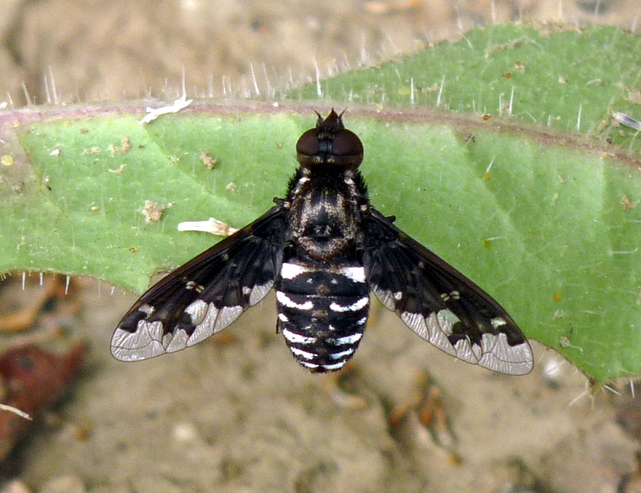 Exoprosopa jacchus (Bombylidae)